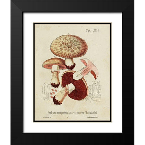 Mushroom Varieties II Black Modern Wood Framed Art Print with Double Matting by Unknown