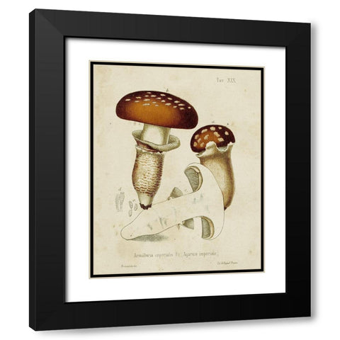 Mushroom Varieties III Black Modern Wood Framed Art Print with Double Matting by Unknown