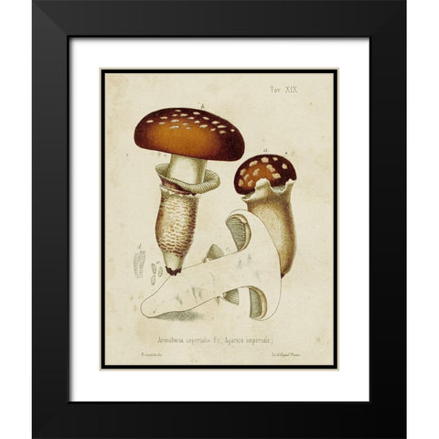 Mushroom Varieties III Black Modern Wood Framed Art Print with Double Matting by Unknown