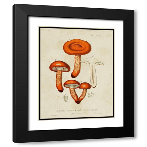 Mushroom Varieties IV Black Modern Wood Framed Art Print with Double Matting by Unknown