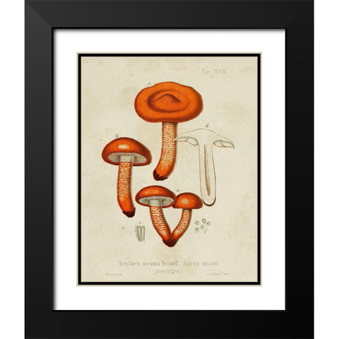 Mushroom Varieties IV Black Modern Wood Framed Art Print with Double Matting by Unknown