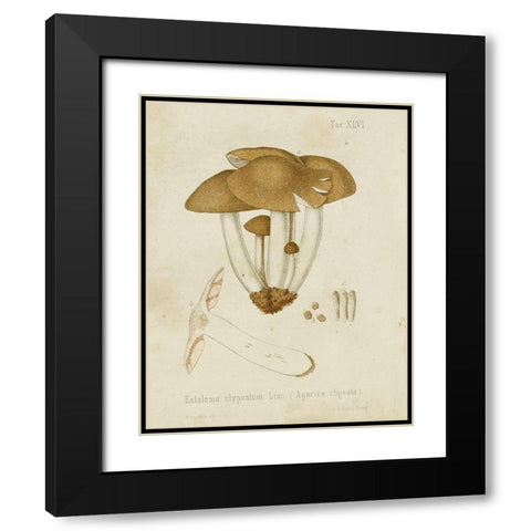 Mushroom Varieties V Black Modern Wood Framed Art Print with Double Matting by Unknown