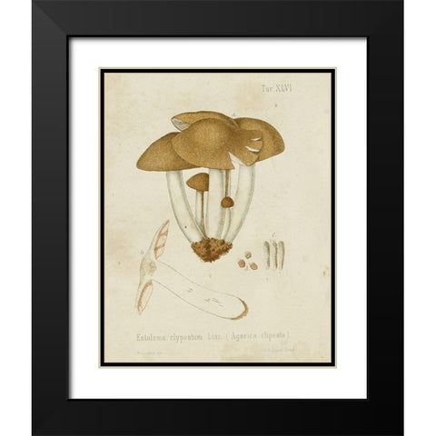 Mushroom Varieties V Black Modern Wood Framed Art Print with Double Matting by Unknown