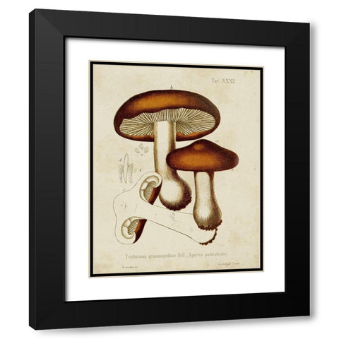 Mushroom Varieties VI Black Modern Wood Framed Art Print with Double Matting by Unknown