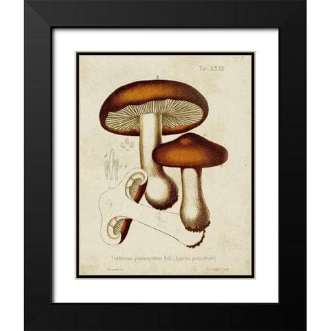 Mushroom Varieties VI Black Modern Wood Framed Art Print with Double Matting by Unknown