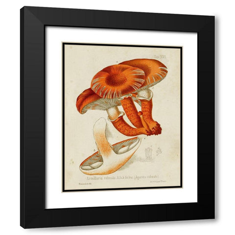 Mushroom Varieties VII Black Modern Wood Framed Art Print with Double Matting by Unknown