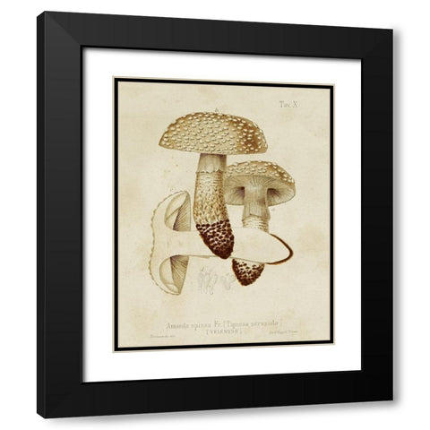 Mushroom Varieties VIII Black Modern Wood Framed Art Print with Double Matting by Unknown