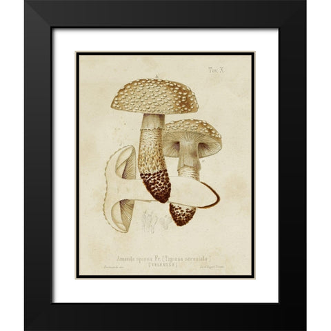 Mushroom Varieties VIII Black Modern Wood Framed Art Print with Double Matting by Unknown