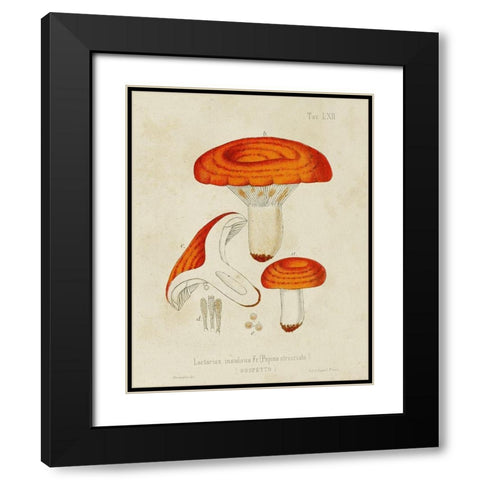 Mushroom Varieties IX Black Modern Wood Framed Art Print with Double Matting by Unknown