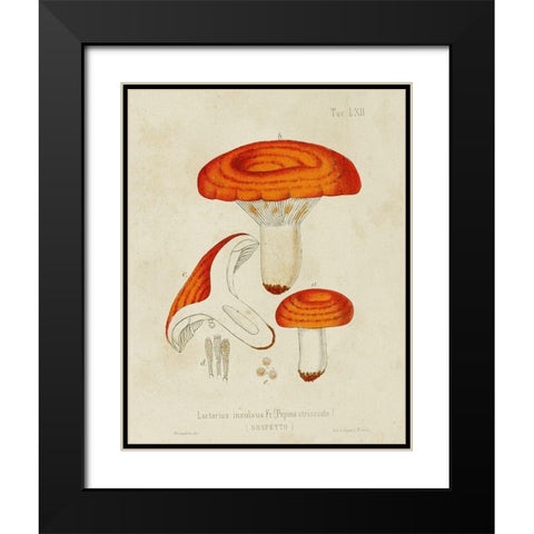 Mushroom Varieties IX Black Modern Wood Framed Art Print with Double Matting by Unknown