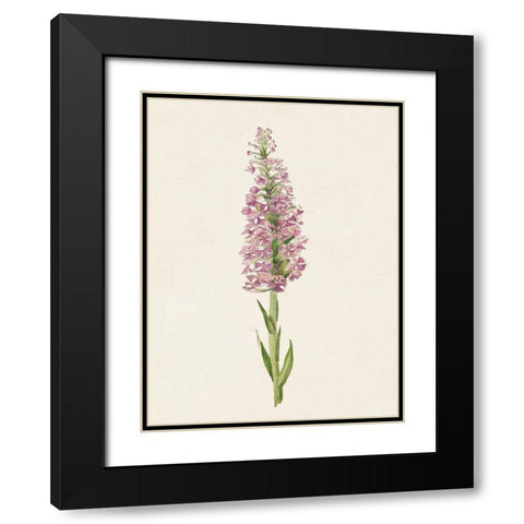 Mauve Garden Flowers I Black Modern Wood Framed Art Print with Double Matting by Unknown