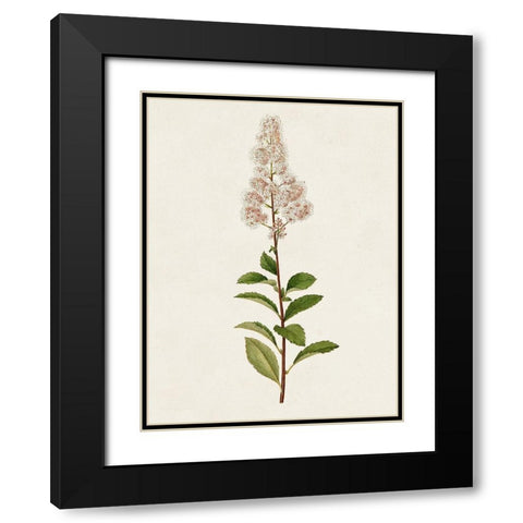 Mauve Garden Flowers II Black Modern Wood Framed Art Print with Double Matting by Unknown