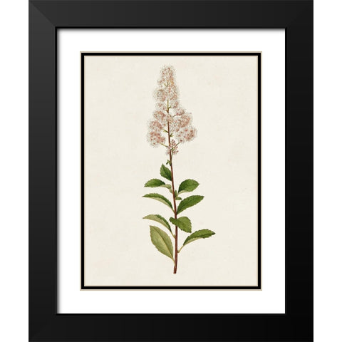 Mauve Garden Flowers II Black Modern Wood Framed Art Print with Double Matting by Unknown