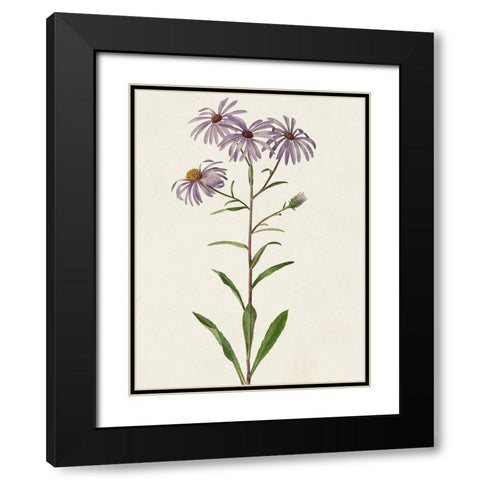 Mauve Garden Flowers III Black Modern Wood Framed Art Print with Double Matting by Unknown