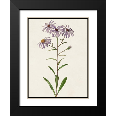 Mauve Garden Flowers III Black Modern Wood Framed Art Print with Double Matting by Unknown