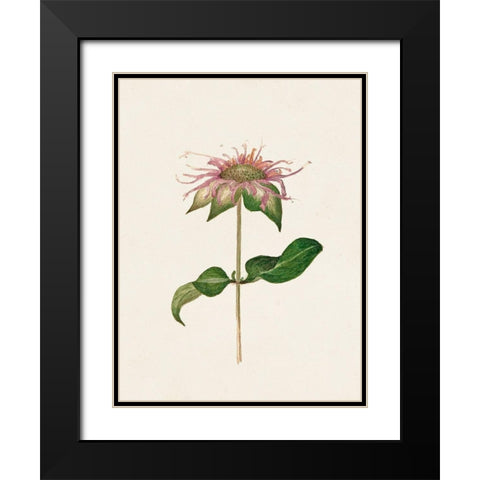Mauve Garden Flowers V Black Modern Wood Framed Art Print with Double Matting by Unknown