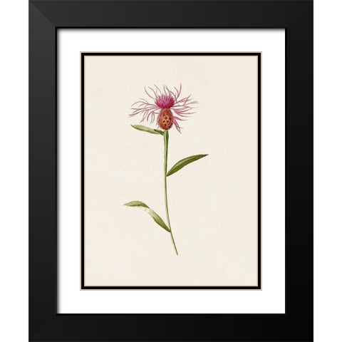 Mauve Garden Flowers VI Black Modern Wood Framed Art Print with Double Matting by Unknown