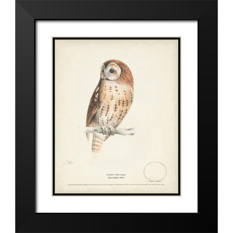 Tawny Owl Black Modern Wood Framed Art Print with Double Matting by Meyer, H.L.