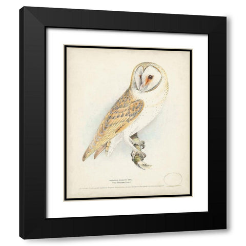 Barn Owl Black Modern Wood Framed Art Print with Double Matting by Meyer, H.L.