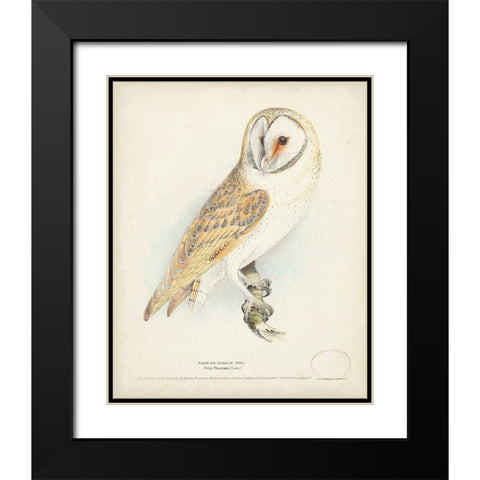 Barn Owl Black Modern Wood Framed Art Print with Double Matting by Meyer, H.L.