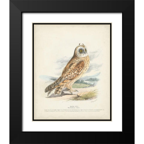 Hawk Owl Black Modern Wood Framed Art Print with Double Matting by Meyer, H.L.