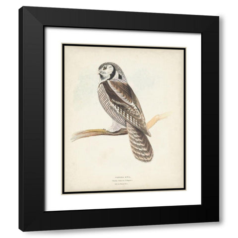 Canada Owl Black Modern Wood Framed Art Print with Double Matting by Meyer, H.L.