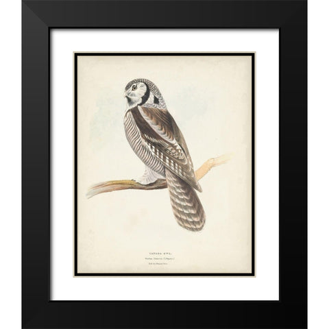 Canada Owl Black Modern Wood Framed Art Print with Double Matting by Meyer, H.L.
