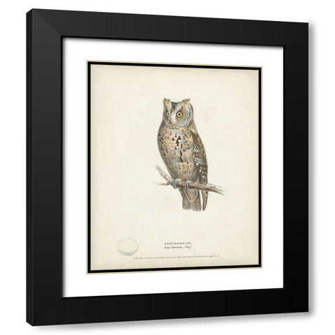 Scops- Eared Owl Black Modern Wood Framed Art Print with Double Matting by Meyer, H.L.