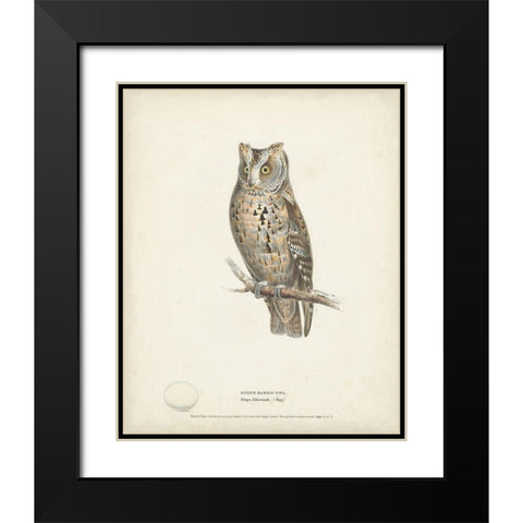 Scops- Eared Owl Black Modern Wood Framed Art Print with Double Matting by Meyer, H.L.