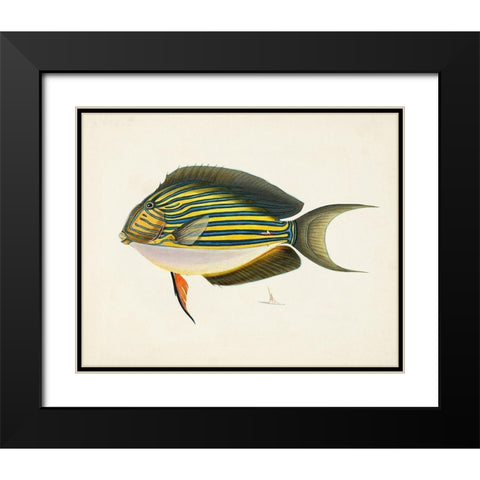 Tropical Fish Collection I Black Modern Wood Framed Art Print with Double Matting by Unknown