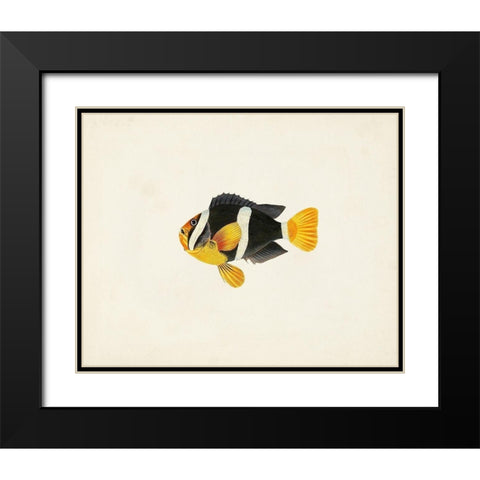 Tropical Fish Collection II Black Modern Wood Framed Art Print with Double Matting by Unknown