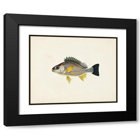 Tropical Fish Collection III Black Modern Wood Framed Art Print with Double Matting by Unknown