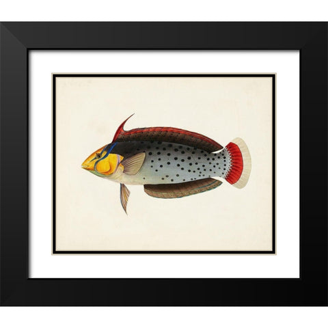 Tropical Fish Collection IV Black Modern Wood Framed Art Print with Double Matting by Unknown