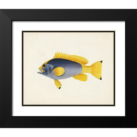 Tropical Fish Collection V Black Modern Wood Framed Art Print with Double Matting by Unknown