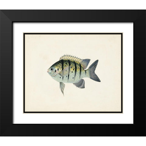 Tropical Fish Collection VI Black Modern Wood Framed Art Print with Double Matting by Unknown