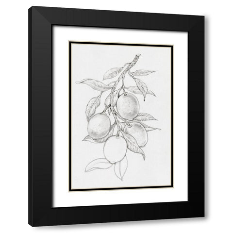 Fruit-Bearing Branch I Black Modern Wood Framed Art Print with Double Matting by OToole, Tim