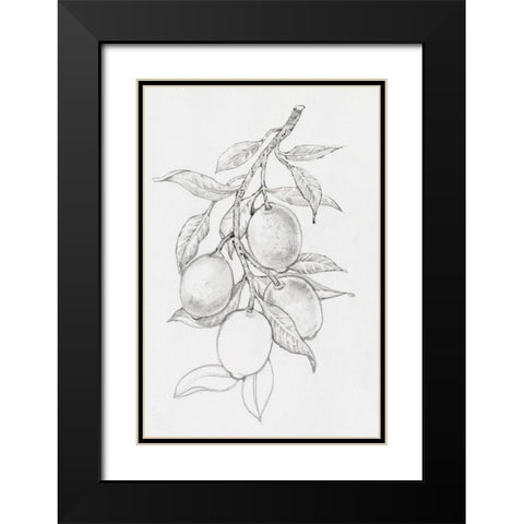 Fruit-Bearing Branch I Black Modern Wood Framed Art Print with Double Matting by OToole, Tim