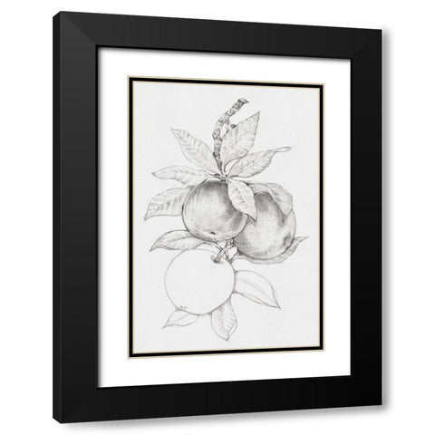 Fruit-Bearing Branch II Black Modern Wood Framed Art Print with Double Matting by OToole, Tim