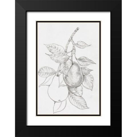 Fruit-Bearing Branch III Black Modern Wood Framed Art Print with Double Matting by OToole, Tim