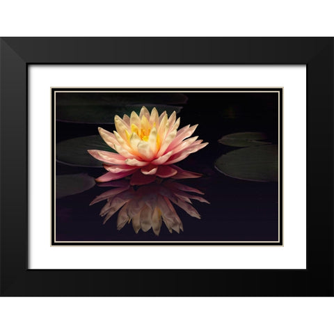 Photography Study Water Lily Black Modern Wood Framed Art Print with Double Matting by PHBurchett