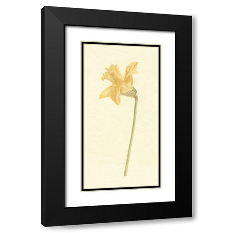 Vintage Daffodil I Black Modern Wood Framed Art Print with Double Matting by Caroline, Emma