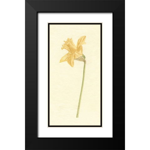 Vintage Daffodil I Black Modern Wood Framed Art Print with Double Matting by Caroline, Emma