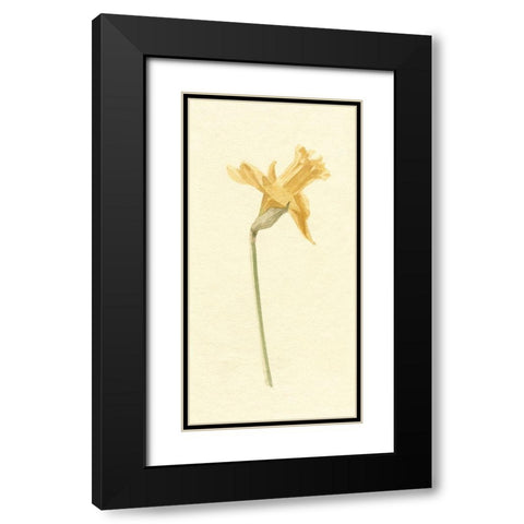 Vintage Daffodil II Black Modern Wood Framed Art Print with Double Matting by Caroline, Emma