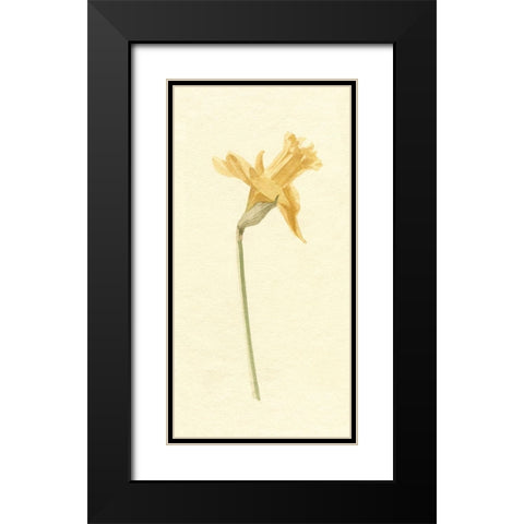 Vintage Daffodil II Black Modern Wood Framed Art Print with Double Matting by Caroline, Emma
