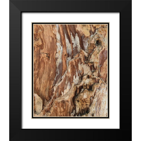 Tree Texture Triptych I Black Modern Wood Framed Art Print with Double Matting by Stelfox, Norm