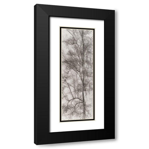 Tree Triptych I Black Modern Wood Framed Art Print with Double Matting by Stelfox, Norm