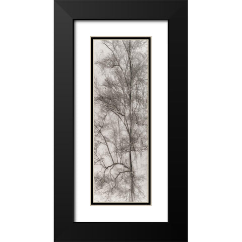 Tree Triptych I Black Modern Wood Framed Art Print with Double Matting by Stelfox, Norm