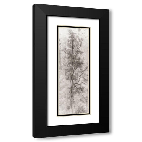Tree Triptych II Black Modern Wood Framed Art Print with Double Matting by Stelfox, Norm