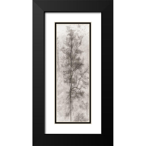 Tree Triptych II Black Modern Wood Framed Art Print with Double Matting by Stelfox, Norm