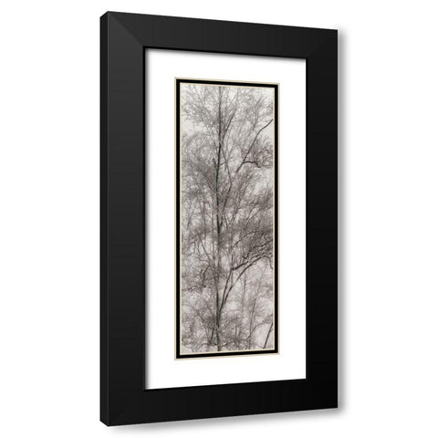 Tree Triptych III Black Modern Wood Framed Art Print with Double Matting by Stelfox, Norm
